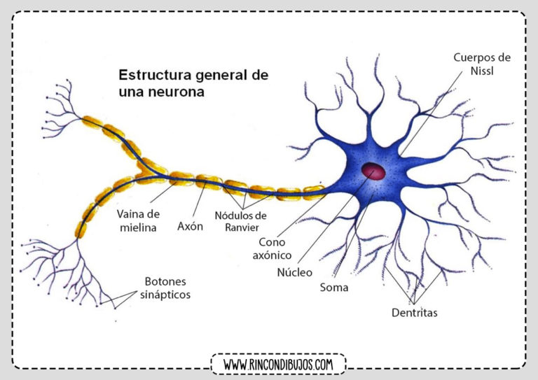 Estructura De Neurona Rincon Dibujos