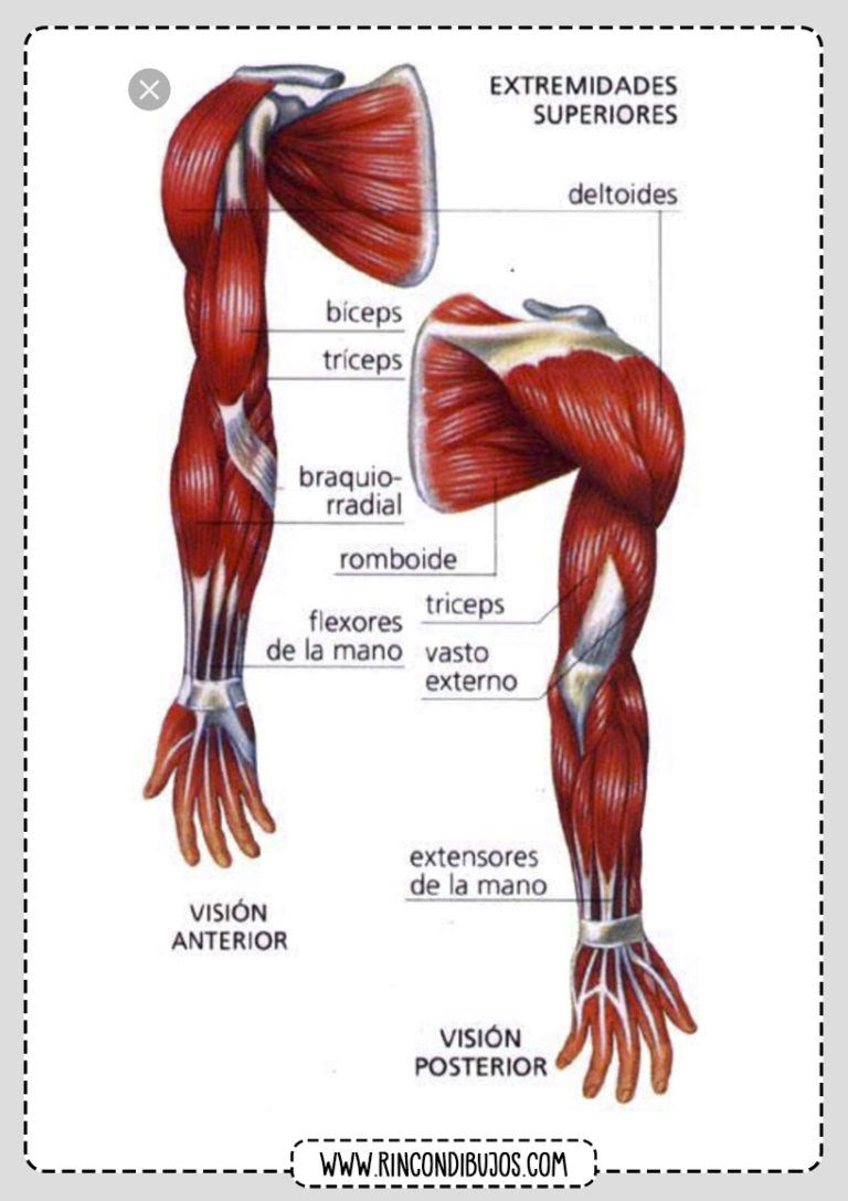 Fichas De Los Musculos Del Cuerpo Humano Musculos