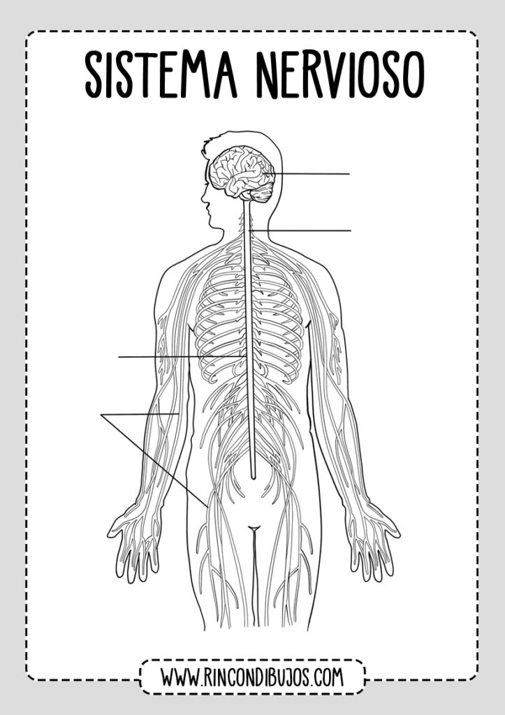 Partes Del Sistema Nervioso Fichas Explicativas