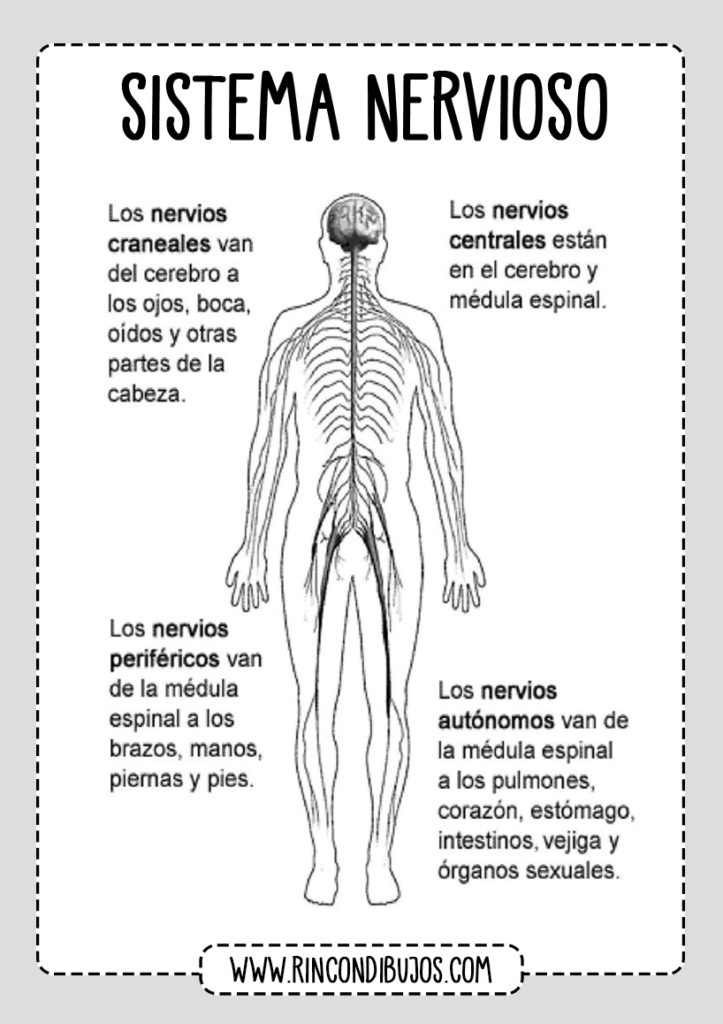 Sistema Nervioso Nervios Partes Rincon Dibujos Sistema Nervioso Dibujo