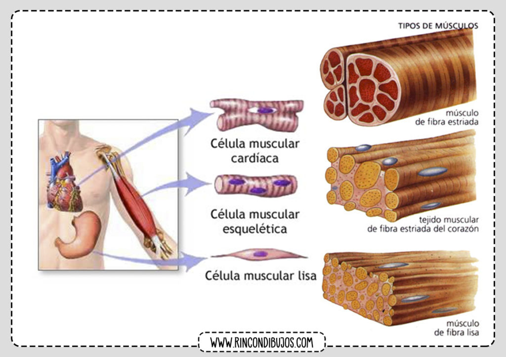 Tejido Muscular Celulas Rincon Dibujos