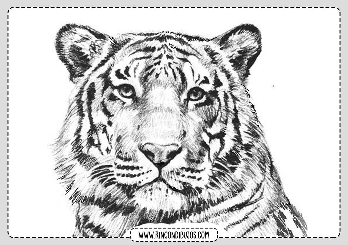 Dibujos De Tigres Para Colorear Rincon Dibujos Images