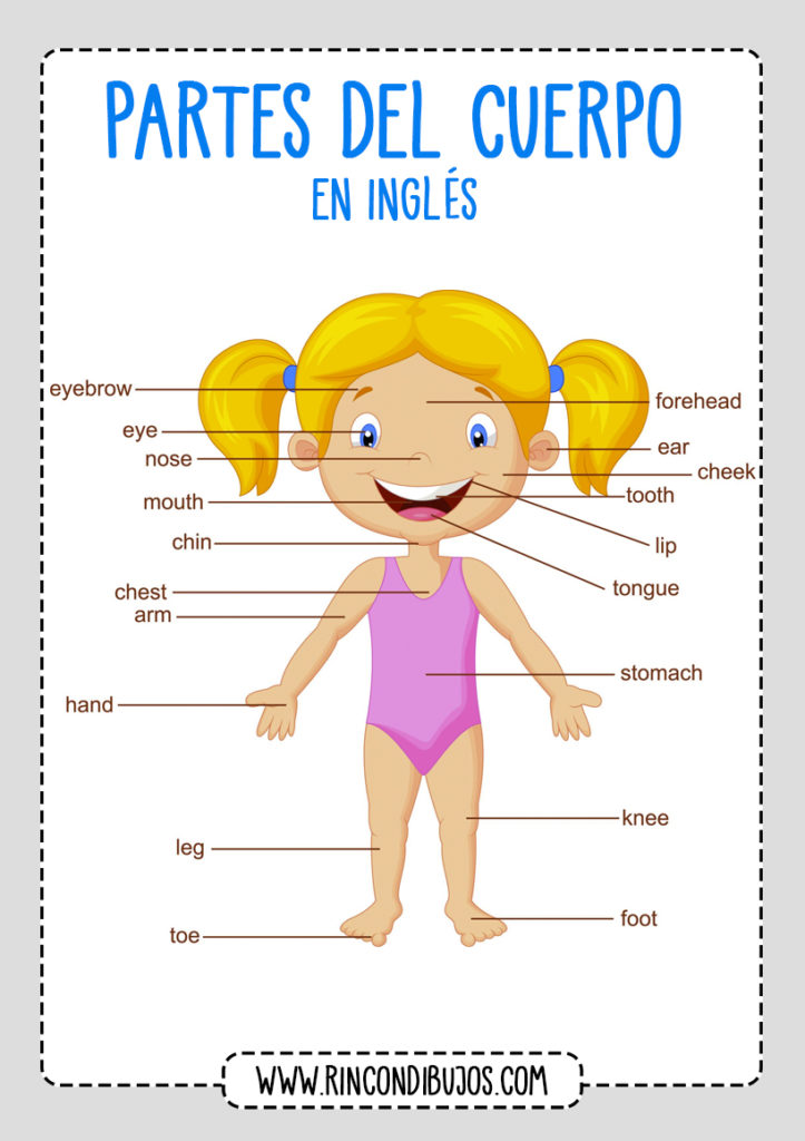 Aprender las Partes del Cuerpo Humano en Inglés