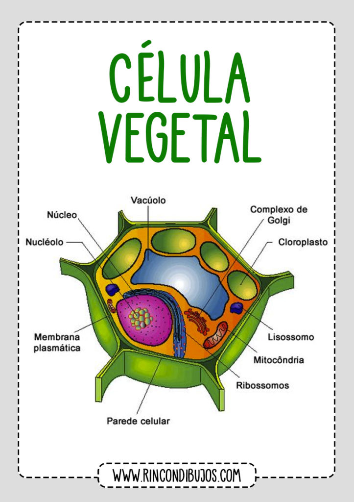 Cuales son las Partes de Celula Vegetal - Rincon Dibujos