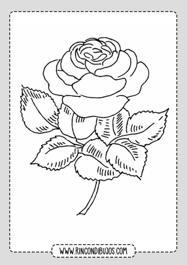 Dibujos de Rosas para colorear | Imprimir y Pintar Rosas Gratis