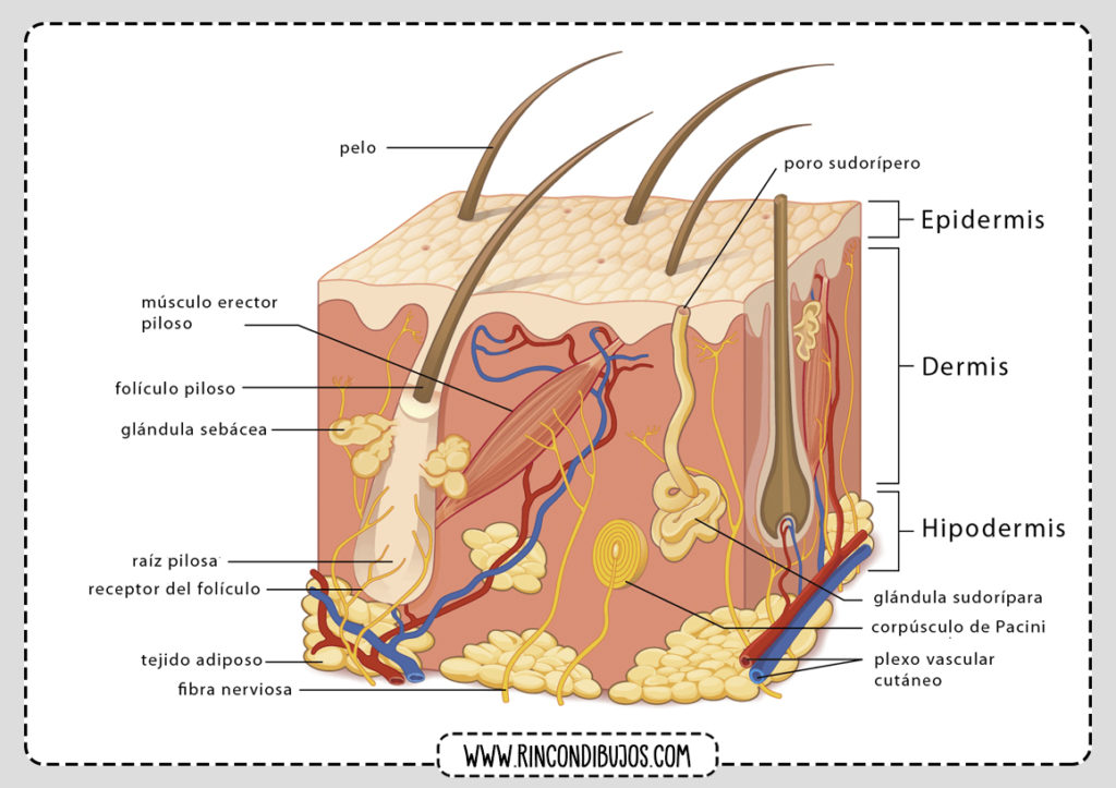 Partes De La Piel Humana Estructura Y Partes De La Piel 1436