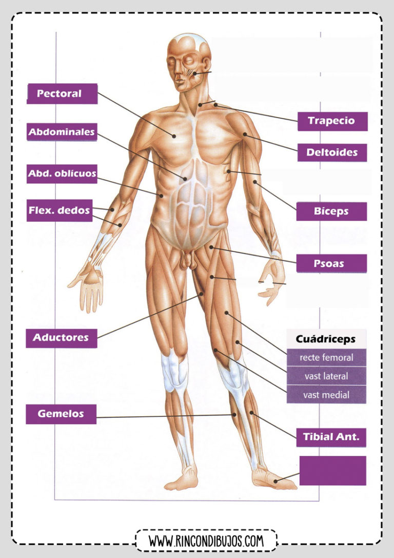 Fichas De Los Musculos Del Cuerpo Humano Musculos