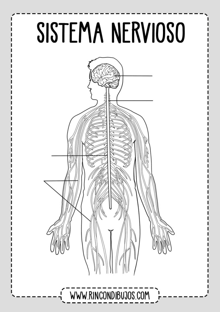 Partes Del Sistema Nervioso - Fichas Explicativas