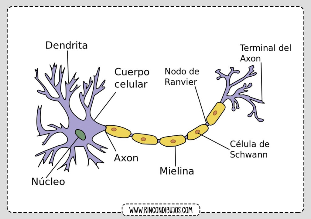 Partes De La Neurona Ensenanza Biologia Anatomia Medica Y Anatomia Y Images